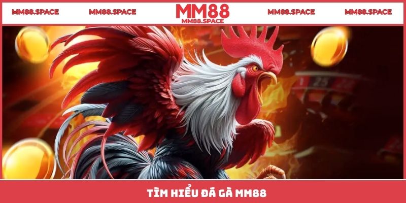 Tìm hiểu đá gà MM88